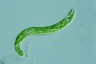 Euglena deses