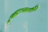 Euglena deses