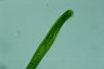 Euglena gigas