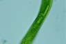 Euglena gigas