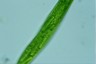 Euglena gigas