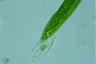 Euglena gigas