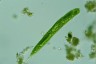 Euglena oxyuris