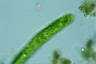 Euglena oxyuris