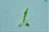 Euglena tripteris