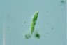 Euglena tripteris