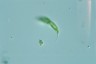 Euglena tripteris