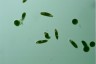 Euglena