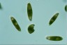 Euglena