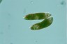 Euglena