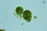 Euglena