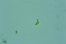 Euglena pisciformis