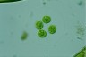 Asterococcus