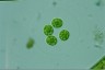 Asterococcus