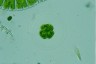 Asterococcus