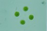 Asterococcus