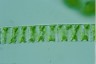 Spirogyra