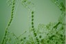 Spirogyra