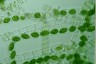 Spirogyra