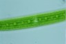 Closterium acerosum