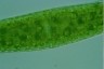 Closterium lunula