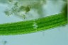 Closterium acerosum