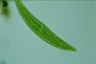 Closterium moniliferum