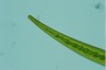 Closterium ralfsii