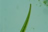 Closterium ralfsii