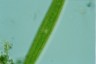 Closterium ralfsii