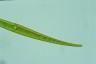 Closterium ralfsii