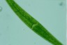 Closterium ralfsii