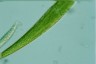 Closterium ralfsii