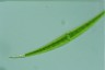 Closterium ralfsii