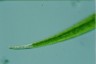 Closterium ralfsii