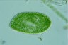 Paramecium bursaria