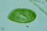 Paramecium bursaria