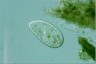 Paramecium trichium