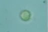 Acanthocystis turfacea