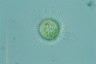 Acanthocystis turfacea