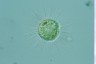 Acanthocystis turfacea