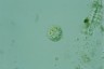 Acanthocystis