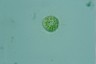 Acanthocystis