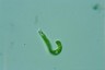 Euglena mutabilis