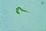 Euglena mutabilis