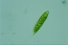 Euglena schmitzii