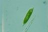 Euglena schmitzii