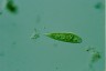 Euglena schmitzii