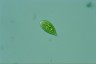 Euglena