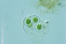 Gloeocystis